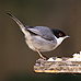 Birds of Malta